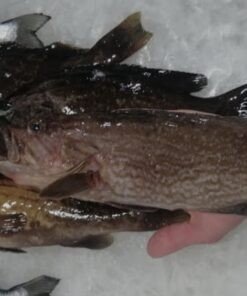 لقز صخري 1 كغ